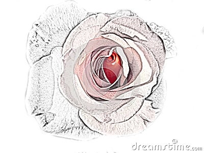 recolored bleach pencil drawing of a red rose Stock Photo