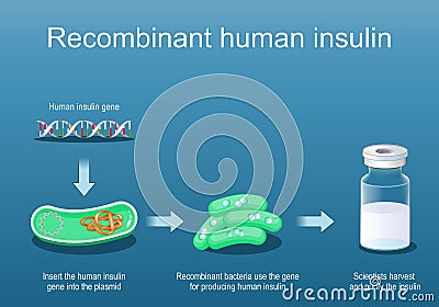 Recombinant bacteria for producing insulin Vector Illustration