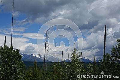 Recovering Burn Area - Montana Stock Photo