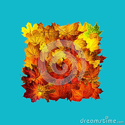 Rectangle frame of colorful autumn maple leaves isolated on aqua colour. Background with space for text top view Stock Photo