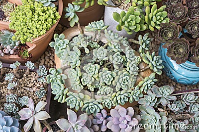 Rectangular arrangement of succulents Stock Photo
