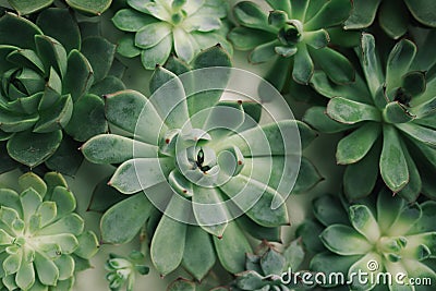 Rectangular arrangement of succulents; cactus succulents in a planter.arrangement of the succulents or cactus succulents , overhea Stock Photo