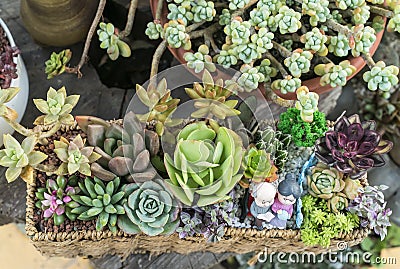 Rectangular arrangement of succulents; cactus succulents Stock Photo