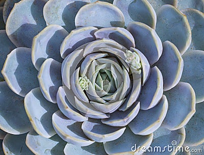 Rectangular arrangement of succulents; cactus succulents Stock Photo