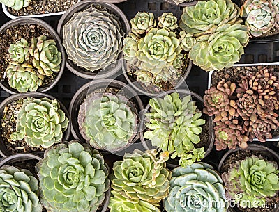 Rectangular arrangement of succulents; cactus succulents in a planter Stock Photo