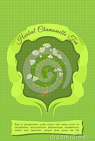 Rectangular Banner or Label with Wild Chamomile Vector Illustration