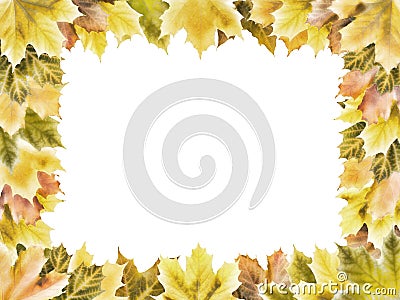 Rectangular frame of autumn maple leaves Stock Photo