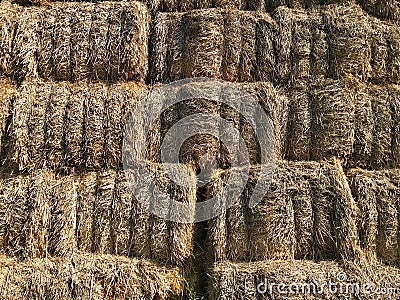 Rectangular straw bales Stock Photo