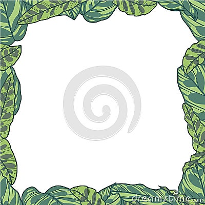 Rectangular vector border with tropical Calathea Makoyana and Lancifolia plant leaves Stock Photo