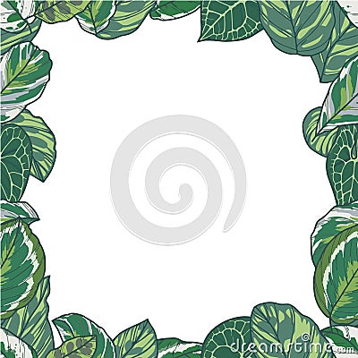 Rectangular vector border with tropical plant leaves like Prayer Plant, Monstera and Pothos Vector Illustration