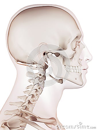 The rectus capitis posterior minor Cartoon Illustration