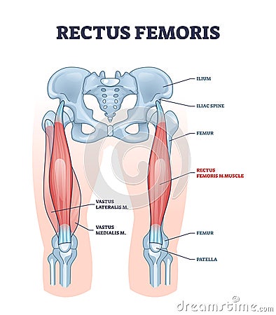 Rectus femoris muscle as one of quadriceps muscular group outline diagram Vector Illustration