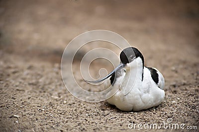 Recurvirostra avosetta Stock Photo