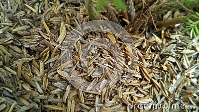 Recycle rice husk for organic fertilizer. Stock Photo