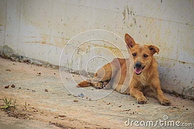 Red abandoned homeless stray dog is lying in the street. Little Stock Photo