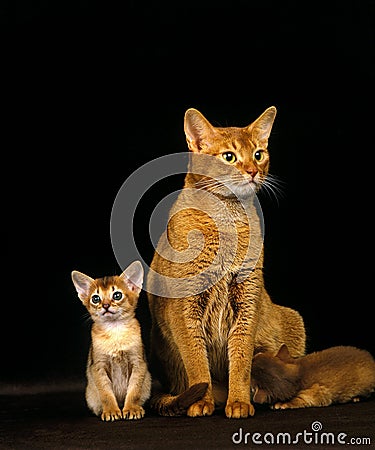 Red Abyssinian Domestic Cat, Mother and Kittens Suckling Stock Photo