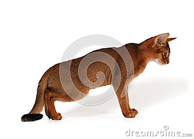 Red abyssinian kitten Stock Photo