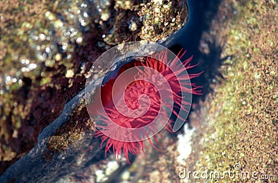 Red actinia Stock Photo