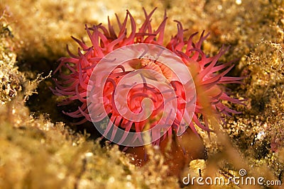 Red actinia Stock Photo