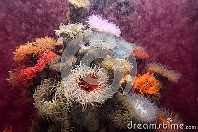 Red actinia or sea anemone Stock Photo