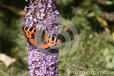 Red Admiral Stock Photo