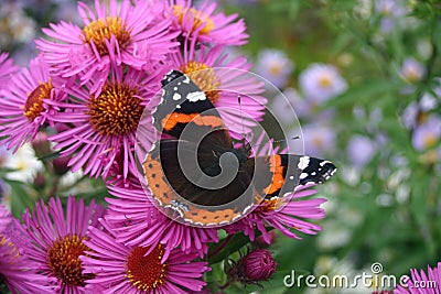 Red admiral butterfly on pink aster flowers Stock Photo