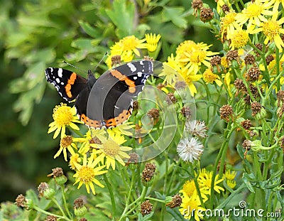 Red admiral butterfly on common ragwort Stock Photo