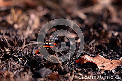 Red Admiral butterfly on the ground. Vanessa Atalanta a beautiful insect with colorful wings Stock Photo