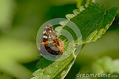 Red admiral butterfly with closed wings on a nettle plant Stock Photo