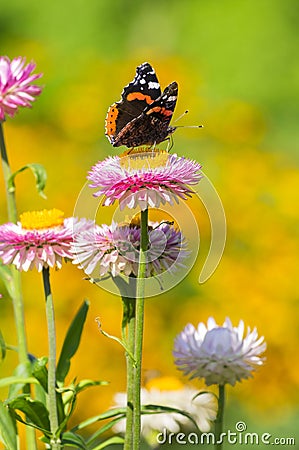 Red Admiral butterfly on Strawflower Stock Photo
