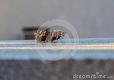 Red Admiral butterfly or Vanessa Atalanta on a ledge Stock Photo