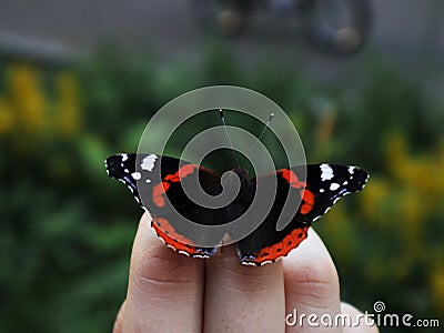 Red admiral on my hand Stock Photo