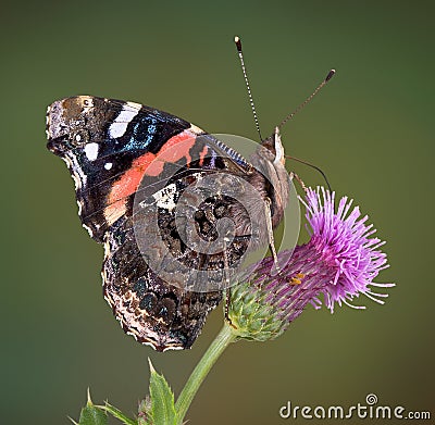 Red Admiral on thistle Stock Photo