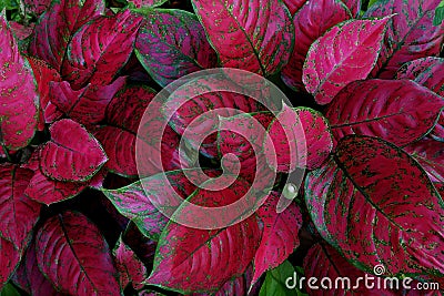 Red Aglaonema the colorful foliage houseplant variegated leaves Stock Photo