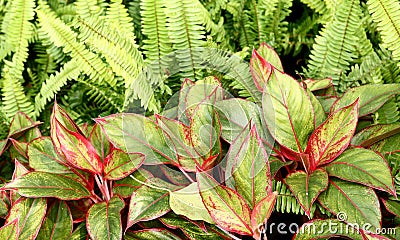 Red Aglaonema plants Stock Photo