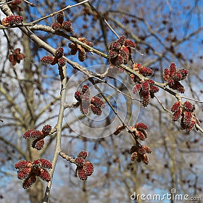 The red alder catkins. Stock Photo