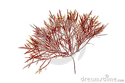 Red algae or Rhodophyta isolated transparent png Stock Photo