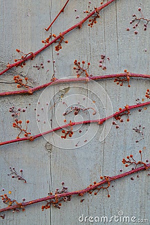 Red allien-looking ivy with circular tentacles-like root system Stock Photo