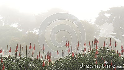 Red aloe flower in fog, misty mysterious forest wood. Trees, foggy rainy weather Stock Photo