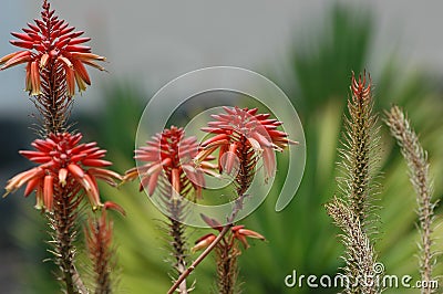 Red Aloe Vera flowers in the garden under the sunlight with blurred background Stock Photo