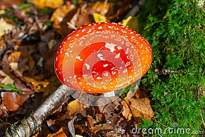 Red Amanita Muscaria fungus macro close up in natural environment Stock Photo