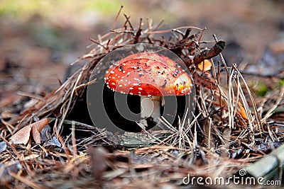 Red amanita mushroom Stock Photo