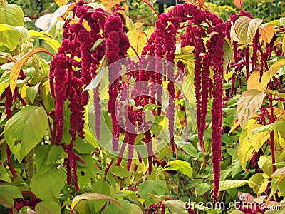 Red Amaranthus flowers pony tails Stock Photo