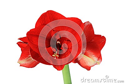 Red amaryllis flower Stock Photo