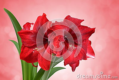 Red Amaryllis flower. Stock Photo