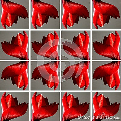 Red Amaryllis flower inside gray square shapes Stock Photo