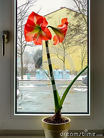 Red amaryllis flowrs on the windowsill in winter Stock Photo