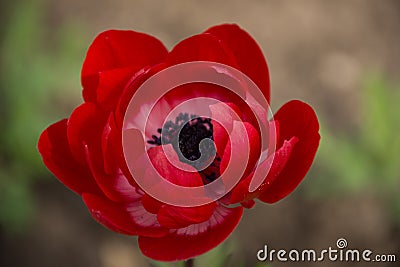 Red Anemone Coronaria `St. Briged Mixed Botanical Gardens Balchik, Bulgaria Stock Photo