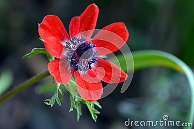 Red anemone flower Stock Photo