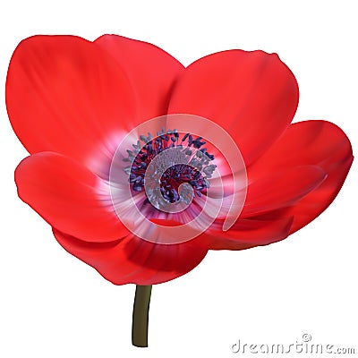 Red anemone flower Stock Photo